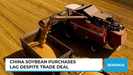 China Soybean Purchases Lag Despite Trade Deal