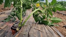 How to tie strings to grafted and double-stemmed tomato plants?