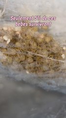 95% des bébés araignées n'atteindront pas le stade adulte.Les araignées malgré leur statut de prédateur peuvent aussi servir de nourriture aux autres !C'est aussi pour ces raisons que les araignées pondent une quantité exceptionnelle d'œufs.