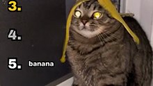 ranking funny cat moments #animal #funny #meme