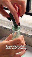 Plant watering hack when you're away💧