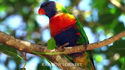 INDONESIAN JUNGLE BIRDS