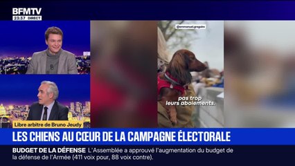 Les chiens au cœur de la campagne électorale - 10/12
