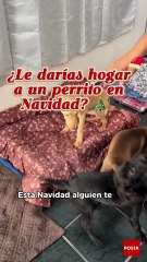 Así puedes darle hogar temporal a un lomito en estas fiestas navideñas en Monterrey