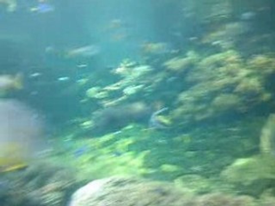 poissons exotique a nausicaa