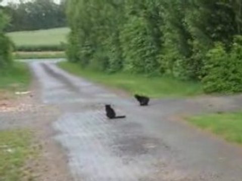 Découverte des vaches par mon petit dadou!!