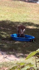 Australian kangaroo 🦘