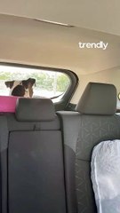 Dog Declares War on Windshield Wipers and Wins