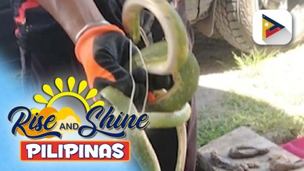 Higit P1M na halaga ng wildlife species na ilegal na ipinuslit papasok sa bansa, nasabat sa General Santos City | ulat ni Jaira Mondez ng PTV Davao