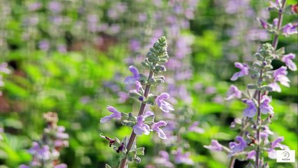 How to Create a Healing Home Environment for Elderly Cancer Patients  Psychology-Based Family Care Tips