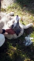 Perfectionist Boss clumsy secretary love begin after drunken kiss #koreandrama #tvseries