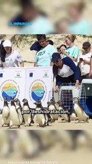 De vuelta al mar: Liberan a 13 pingüinos rehabilitados en Brasil