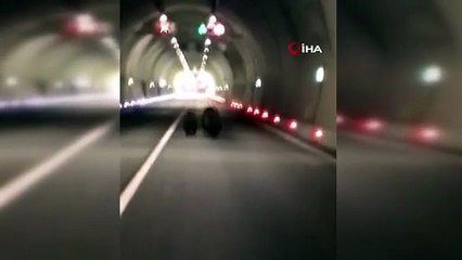 Dev tünelde herkesi şaşırtan anlar: Anne ayı ve yavruları EDS'ye yakalandı!