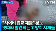 제수용 음식과 함께 발견된 고양이 사체들? "사이비 종교 제물로 쓰였다" [지금이뉴스] / YTN