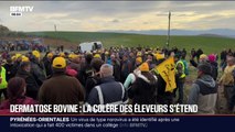 Dermatose bovine: des agriculteurs se mobilisent en Ariège contre l'abattage d'un troupeau