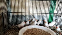 White Zebra Finches Colony