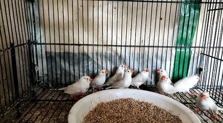 White Zebra Finches Colony