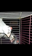 Zebra Finches In Small Cage