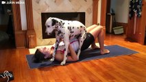 Dog Yoga: Pup Is Really Happy To Be In His Mom's Yoga Workout | The Dodo