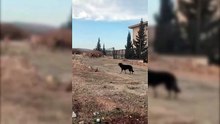 Bozova'da köpekler Görüntülendi