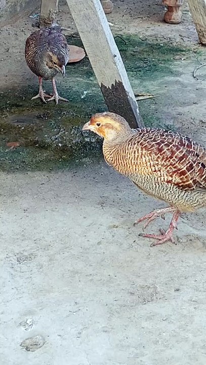Grey Francolin