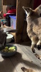 Kangaroos eating in peace