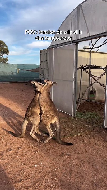 Kangaroos playing 😂😂😂