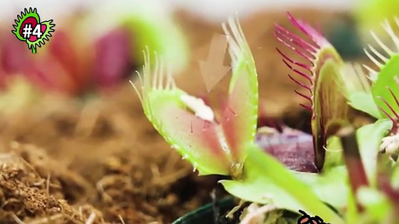 1,000 Ants vs the Deadliest Black Widow – You Won’t Believe Who Wins!