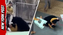 Shocking moment bear attacks handler at Chinese safari park