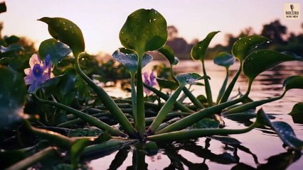 Chỉ Mình Em Khóc | Official MV Bolero | Bolero Hoài Niệm