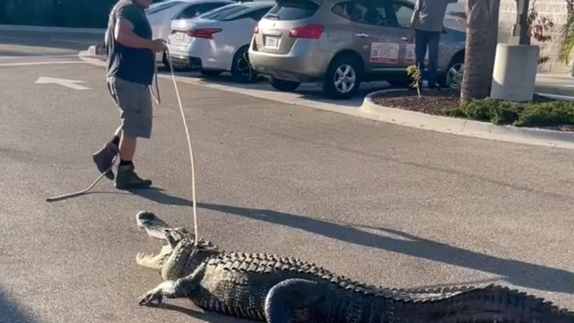 “Un altro giorno, un altro alligatore”: catturato in Florida un esemplare di oltre 3 metri