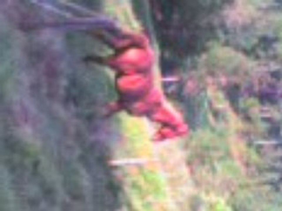 golden ki trot dans le pré