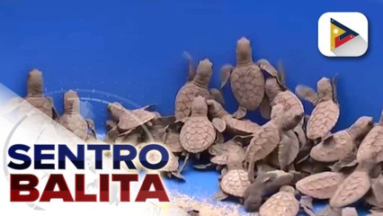 Mahigit 100 na mga critically endangered hawksbill turtle hatchlings, pinakawalan sa Davao City | ulat ni Ysrael Dumaolao - PTV Davao