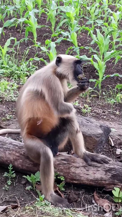 Monkey.