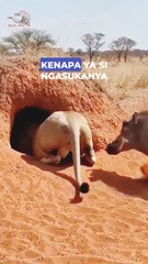 The lion is stalking