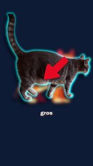 A quoi sert le ventre qui pend des chats ? #chat #ventre #animaux #nature #humour