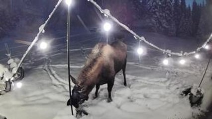 Security Camera Captures Mama and Baby Moose Feeding on Grass Outside