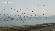 Bitlis'te gökyüzünde karga yoğunluğu: O anlar kamerada