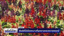 สัมผัสไม้เมืองหนาวที่อุทยานหลวงราชพฤกษ์  | เนชั่นทั่วไทย | 11 ธ.ค. 68 | PART 3