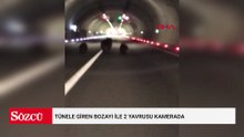Tünele giren bozayı ile 2 yavrusu kamerada