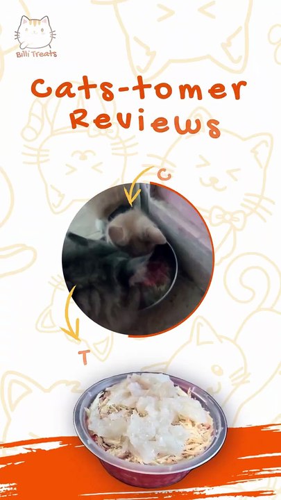 Is Billi Treats the Best Wet Cat Food? Real Reactions from Karachi Cats