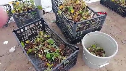 Deneme amaçlı başladı, 4 dönümlük tesis kurdu: Dört mevsim çilek üretiyor