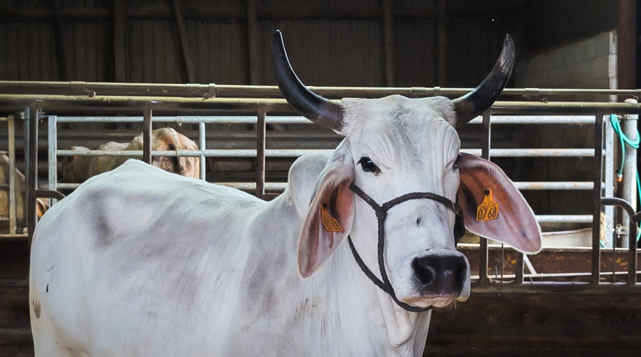 Biguine, la vache martiniquaise égérie du Salon de l'Agriculture