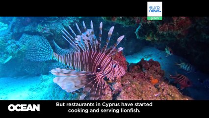 Scan before you buy: why two new apps aim to change seafood shopping