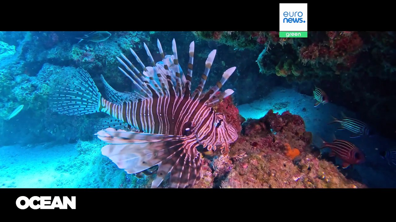 Scannen vor dem Kauf: Warum zwei neue Apps den Fischeinkauf revolutionieren wollen