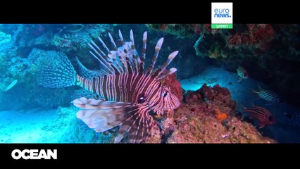 Skanuj przed zakupem: dwie nowe aplikacje mają zmienić to, jak kupujemy owoce morza