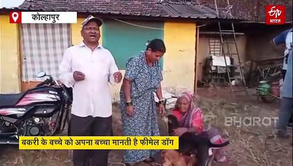 दिल को छू लेने वाला: फीमेल डॉग ने लुटाया प्रेम, दूध पिलाकर बचाई बकरी के बच्चे की जान