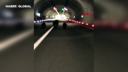 Bozayı ile 2 yavrusunun görüldüğü yer şok etti! O anlar kamerada