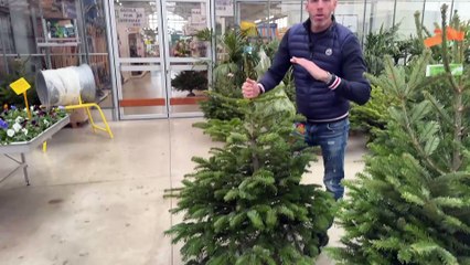 Comment garder son sapin frais jusqu’à Noël (et bien après…)