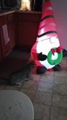 Two Cats Curiously Watch Christmas Inflatable